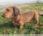 Small #6 Dachshund