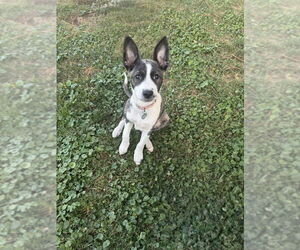Medium Sheprador