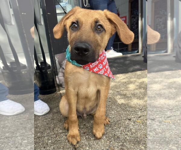 Medium Photo #3 Labrador Retriever-Unknown Mix Puppy For Sale in Germantown, OH, USA