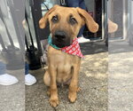 Small #2 Labrador Retriever Mix