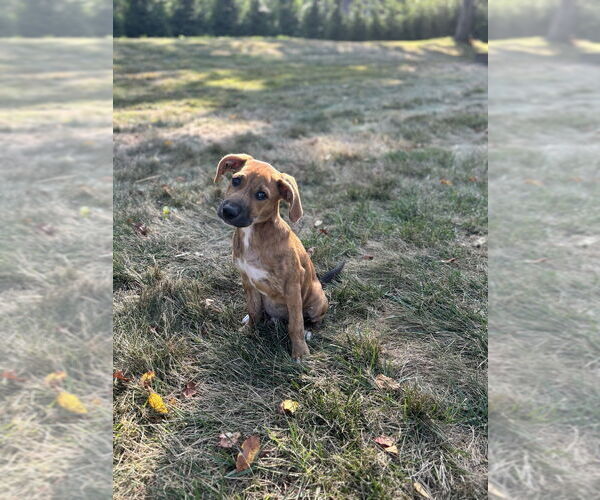 Medium Photo #9 Labrador Retriever-Plott Hound Mix Puppy For Sale in Brewster, NY, USA