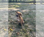 Small #8 Labrador Retriever-Plott Hound Mix