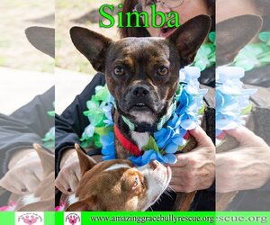 Chug Dogs for adoption in Pensacola, FL, USA