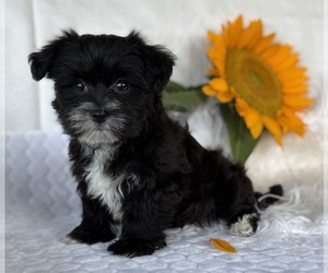 Morkie Puppy for sale in ROCK STREAM, NY, USA