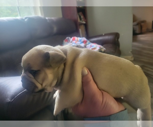 Medium Photo #8 French Bulldog Puppy For Sale in DALLAS, NC, USA