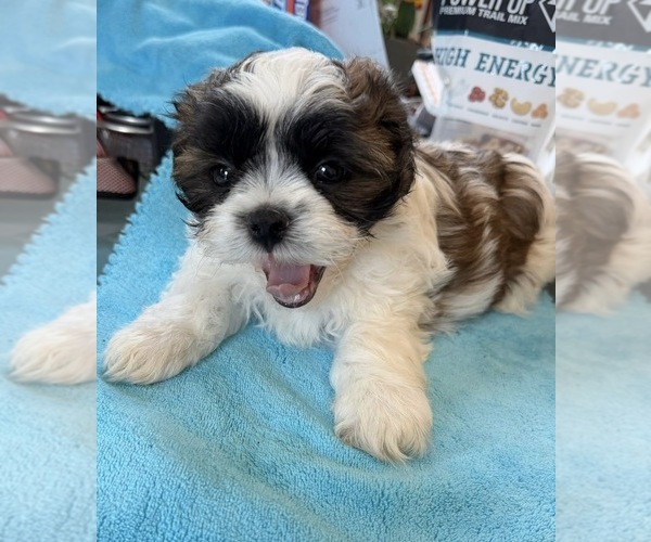 Medium Photo #1 Mal-Shi Puppy For Sale in SHOREWOOD, IL, USA