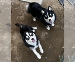 Small Photo #10 Pomsky Puppy For Sale in DRACUT, MA, USA