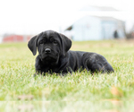 Small Photo #3 Cane Corso Puppy For Sale in MENTONE, IN, USA