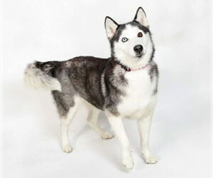 Siberian Husky Dogs for adoption in Oak Bluffs, MA, USA