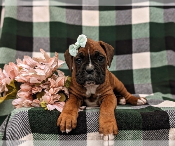 Medium Photo #5 Boxer Puppy For Sale in PARADISE, PA, USA