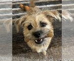 Small Border Terrier-Cairn Terrier Mix