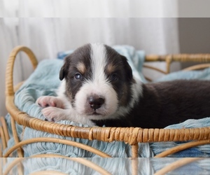 Australian Shepherd Puppy for sale in GROVETOWN, GA, USA