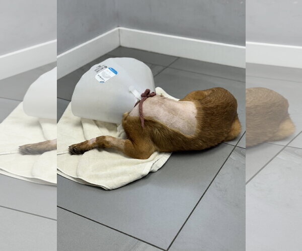 Medium Photo #10 German Shepherd Dog-Unknown Mix Puppy For Sale in San Diego, CA, USA