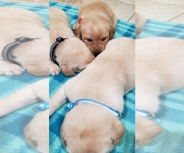 Medium Photo #15 Labrador Retriever Puppy For Sale in OLYMPIA, WA, USA