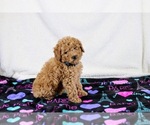 Puppy Rhonda Poodle (Miniature)
