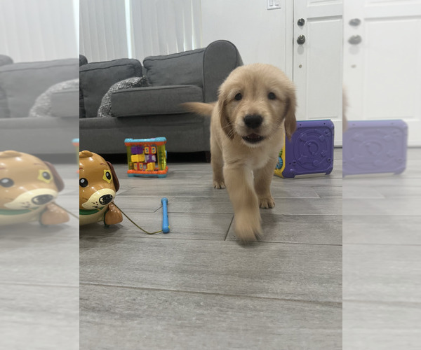 Medium Photo #3 Golden Retriever Puppy For Sale in ORLANDO, FL, USA