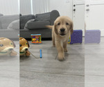 Small #2 Golden Retriever