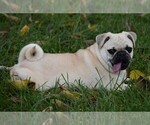 Small Photo #7 Pug Puppy For Sale in HARTLY, DE, USA