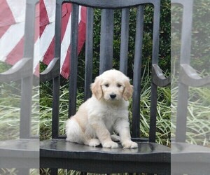 Goldendoodle Puppy for sale in BERLIN, NJ, USA