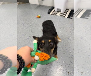 Harper - In foster - Call for appt - Female Australian Shepherd Dog for Adoption - Photo #2