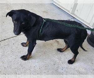 Dachshund-Unknown Mix Dogs for adoption in Temple, TX, USA