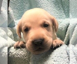Labrador Retriever Puppy for Sale in PINE ISLAND, Minnesota USA