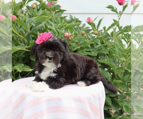 Medium Photo #2 Zuchon Puppy For Sale in THORP, WI, USA