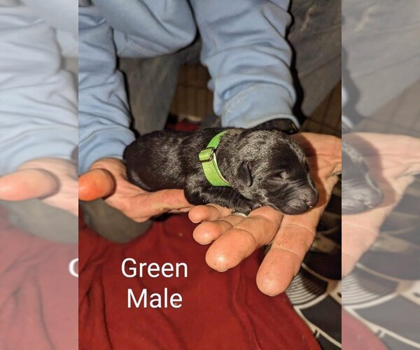 Medium Photo #5 Great Dane-Unknown Mix Puppy For Sale in Bullard, TX, USA