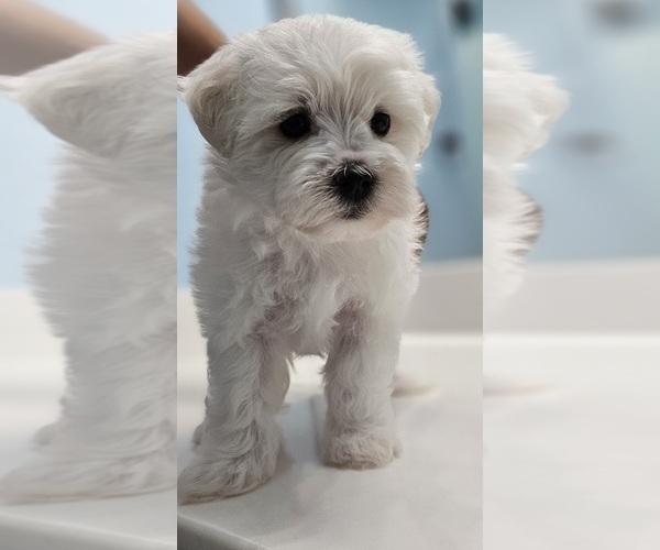 Medium Photo #2 Maltese Puppy For Sale in LOCKHART, TX, USA