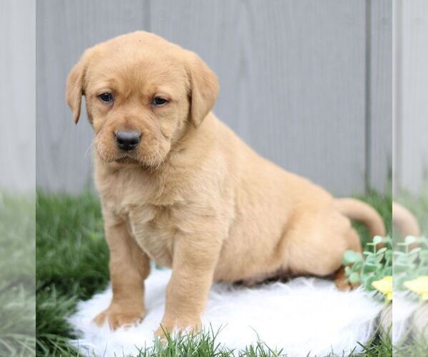 Medium Photo #5 Labrador Retriever Puppy For Sale in GORDONVILLE, PA, USA