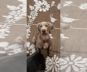 Weimaraner Puppy for sale in SHERMAN, TX, USA