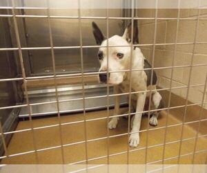 American Pit Bull Terrier-Unknown Mix Dogs for adoption in Martinez, CA, USA