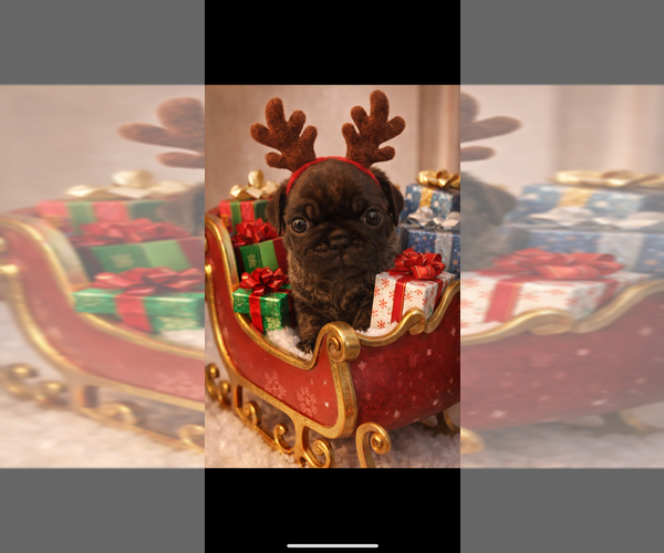 Medium Photo #9 Pug Puppy For Sale in CLEARWATER, FL, USA