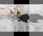 Small Photo #2 Pembroke Welsh Corgi-Poodle (Miniature) Mix Puppy For Sale in LEBANON, MO, USA