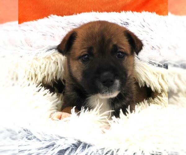 Medium Photo #1 Mutt Puppy For Sale in Thief River Falls, MN, USA