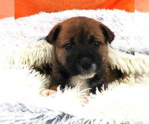 Mutt Dogs for adoption in Thief River Falls, MN, USA