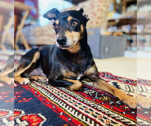 Chipin Dogs for adoption in Princeton, MN, USA