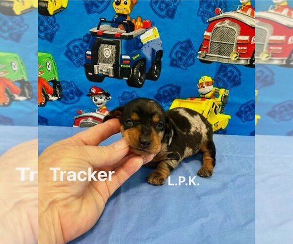 Medium Photo #1 Dachshund Puppy For Sale in WINNSBORO, LA, USA