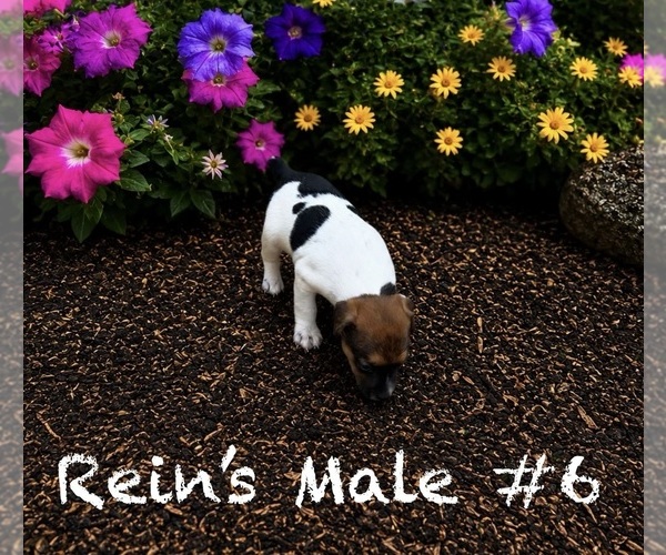Medium Photo #17 Jack Russell Terrier Puppy For Sale in KINGSVILLE, MO, USA