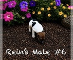 Puppy Male 6 Jack Russell Terrier