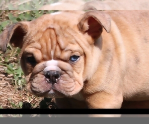 English Bulldog Puppy for sale in NEVADA, MO, USA