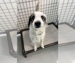 Mutt Dogs for adoption in Chico, CA, USA