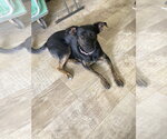 Small #6 Mutt