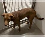 Small Labrador Retriever Mix