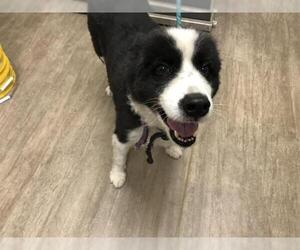 Border Collie Dogs for adoption in Pasadena, CA, USA
