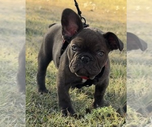 Medium French Bulldog