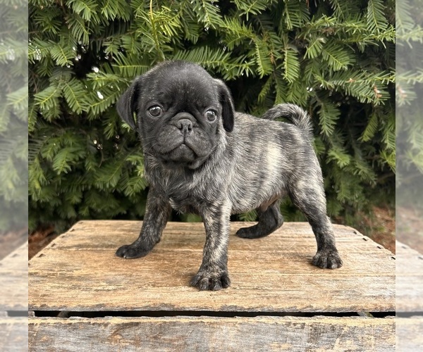 Medium Photo #1 Pug Puppy For Sale in MIDDLEBURY, IN, USA