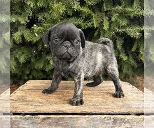 Pug Puppy for sale in MIDDLEBURY, IN, USA