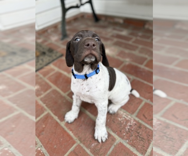 Medium Photo #1 German Shorthaired Pointer Puppy For Sale in VALLEJO, CA, USA