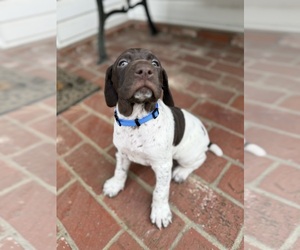 German Shorthaired Pointer Puppy for sale in VALLEJO, CA, USA